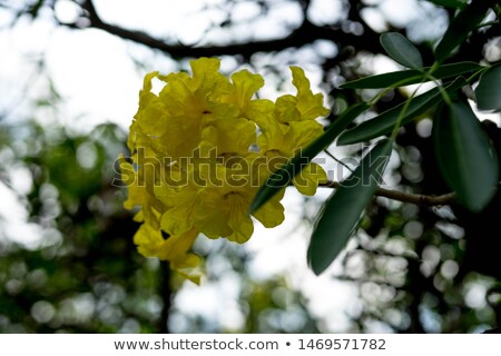 Stock photo: Elder Flower 16