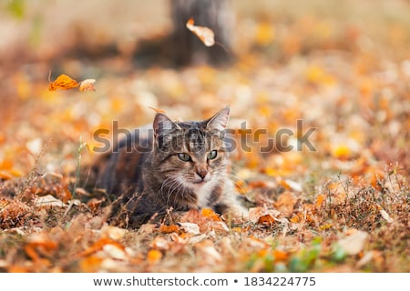 Stock photo: Young Kitten Is Hunting On Green Grass