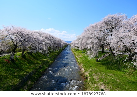 Zdjęcia stock: Tourists Stroll By The Cherry Blossoms