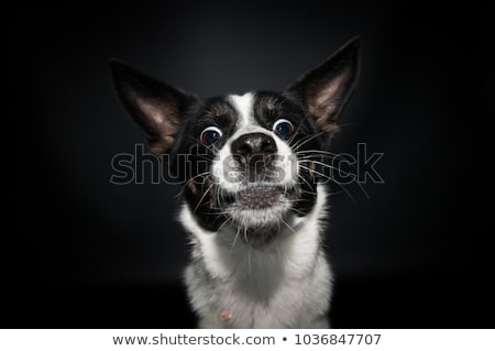 [[stock_photo]]: Mixed Breed Black Dog Portrait In White Studio