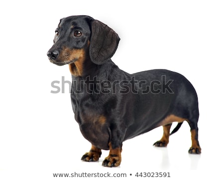 Сток-фото: Smooth Hair Dachshund In White Background Photo Studio