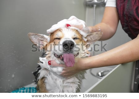 Foto stock: Dog In Shower