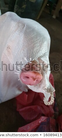 Сток-фото: Scared Little Boar