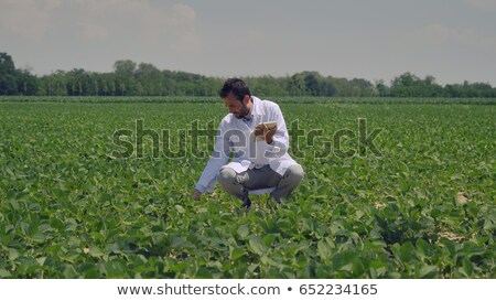 [[stock_photo]]: Farmer Examining Soy Bean Crop In Field