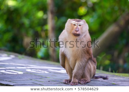 Stock photo: A Macaca Monkey Khao Toh Sae Viewpoint On The Highest Hill In Phuket Thailand