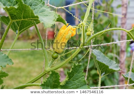 Stok fotoğraf: Cucurbit Vine Climbs A Netting Trellis In An Allotment