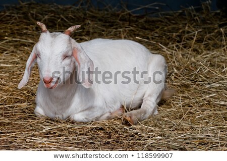 Farm Goat Resting After Meal Stock photo © 3523studio