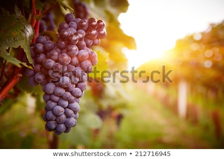 Foto stock: Red Wine Grapes On Vine Closeup