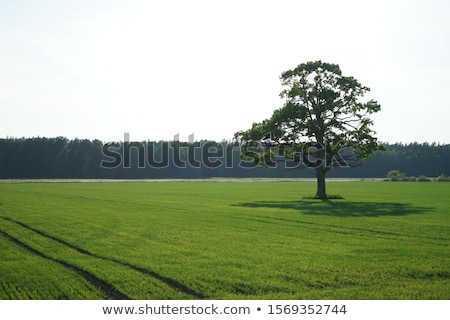 Сток-фото: Lonely Tree With Blue Sky In The Background