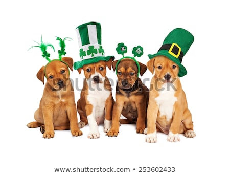 Foto stock: St Patricks Day Dog