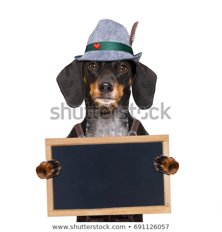 Stock fotó: Bavarian Dog