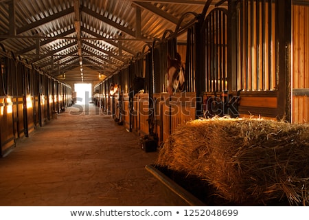 Stok fotoğraf: Horse In The Stable