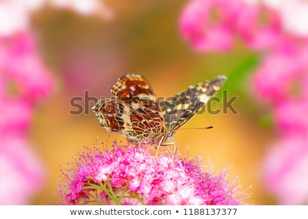 Macro Of A Map Butterlay On A Flower Zdjęcia stock © manfredxy