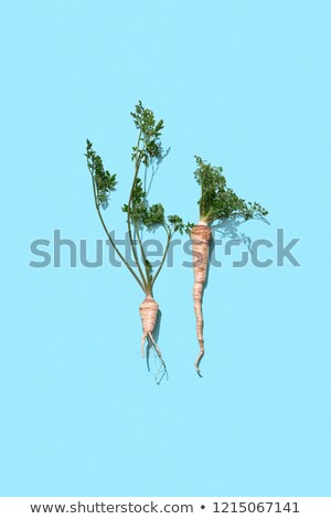 Fresh Parsley Root With Greens Presented On A Blue Background With Shadow And Copy Space Healthy Sp Сток-фото © artjazz