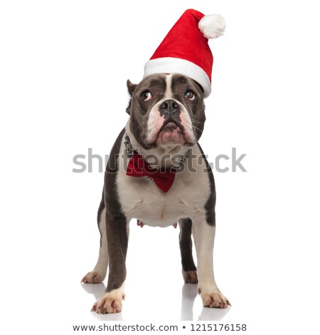 ストックフォト: Adorable Gentleman American Bully With Santa Hat Looks Up