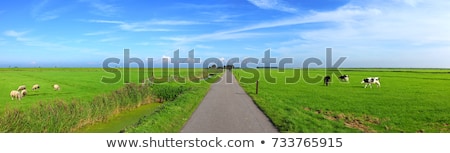 Сток-фото: Dutch Landscape