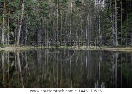 Сток-фото: Birch And Small Lake