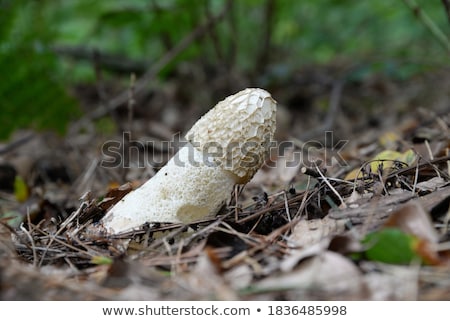 Foto stock: Stinkhorn