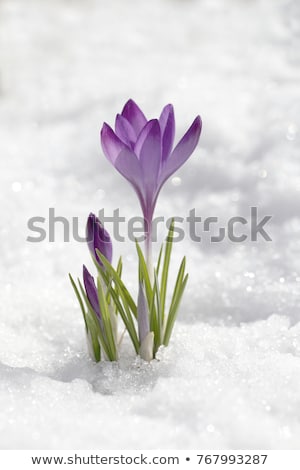 Stock photo: Crocus Flower In Snow