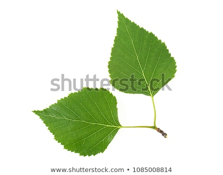 Foto stock: Beautiful Leaves From A Birch