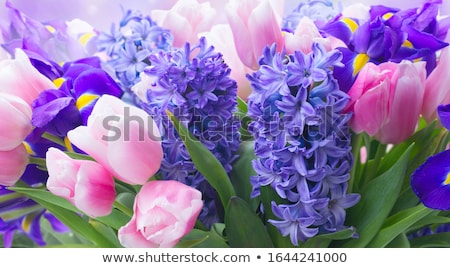 Foto stock: Bouquet Of Blue Hyacinth And Tulips