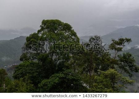 Foto d'archivio: Exotic Rainforest Landscape