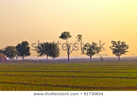 Foto stock: Straw Hut Of Local People In India Rajasthan