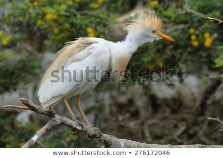 Stockfoto: Cattle Egret Bubulcus Ibis Perch On Branches