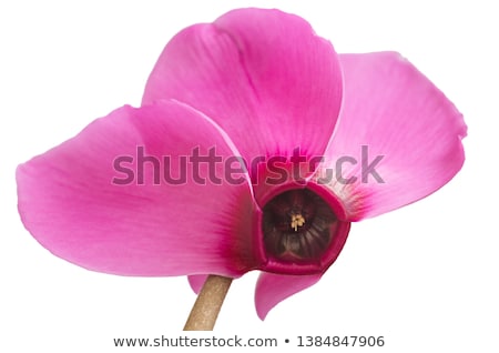 Сток-фото: Beautiful Pink Cyclamen Flower