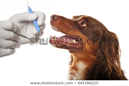 Stock foto: Dental Care For Pets