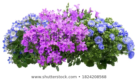 Stock fotó: Bedding Flowers In Bloom
