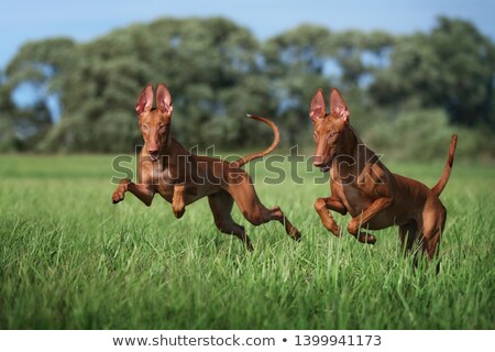 Stock fotó: Dog Breed Pharaoh Hound Running