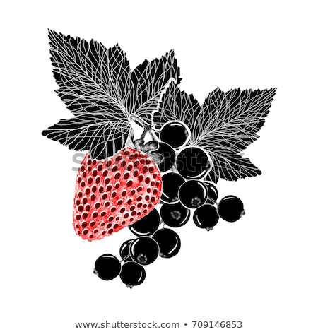 Сток-фото: Strawberry And A Branch Of Currant With Leaves Handdrawing Isolated Illustration Black Color
