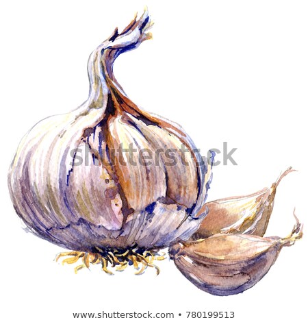 Сток-фото: Two Bulbs Of Garlic