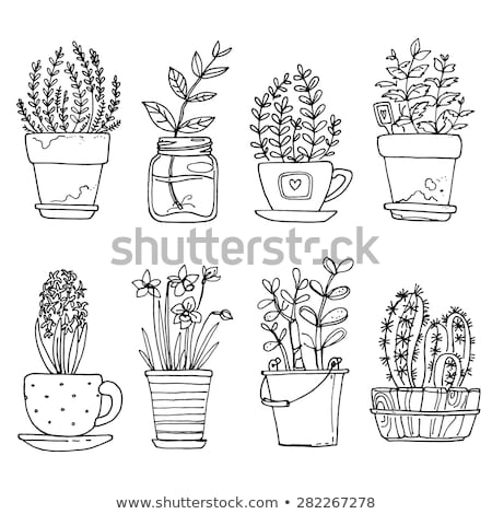 Stockfoto: Sketch Of Succulents In Pots Vector Illustration Of A Sketch Style