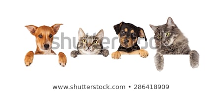 [[stock_photo]]: Kitten On White Sign