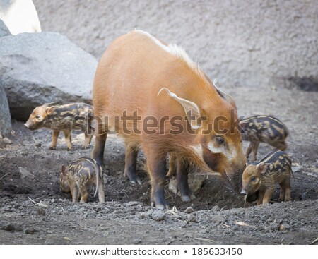 Stok fotoğraf: Visayan Warty Piglet With Mother