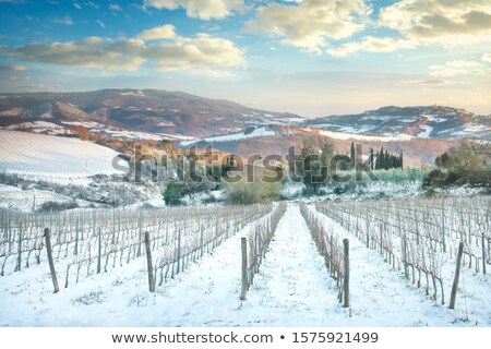 Foto stock: Vineyards Rows Covered By Snow In Winter Chianti Florence Ita