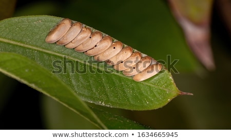 [[stock_photo]]: Reproduction Of Grasshopper