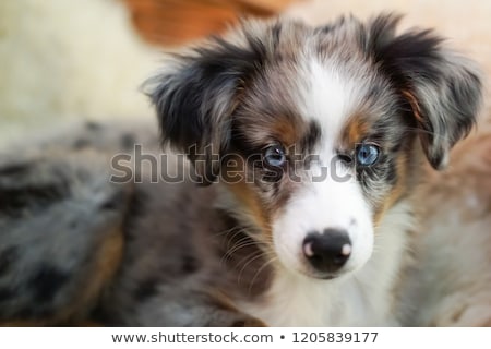 ストックフォト: Miniature Australian Shepherd