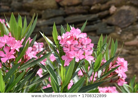 Stok fotoğraf: Flowering Oleander Bush