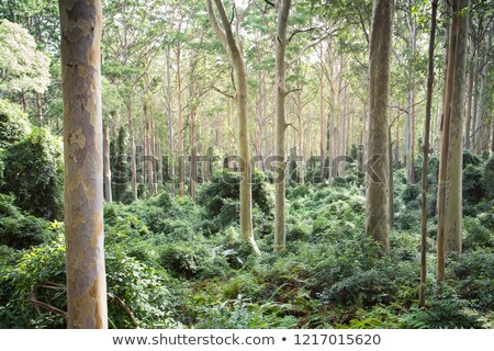 [[stock_photo]]: Spotted Gum Corymbia Maculata Forest