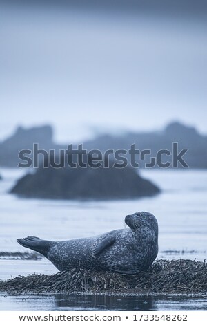 Foto stock: Seal Rocks Islands Winter Sunset