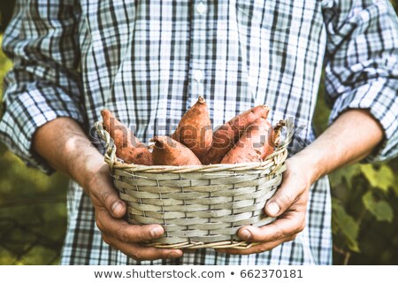 Stok fotoğraf: Farmer With Sweet Potatoes