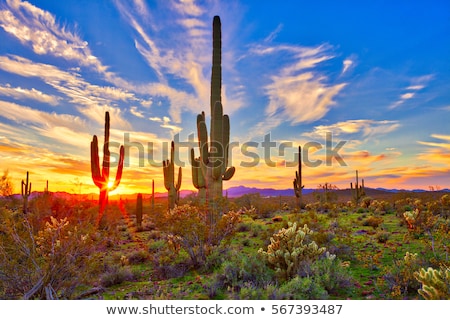 Stock foto: Landscape Of Arizona Usa