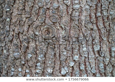Foto stock: Background Spruce Bark