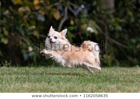 Foto stock: Jumping Chihuahua