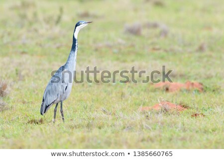 Stock photo: Heron In The African Savanna At The Sunrise