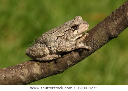 Stok fotoğraf: Gray Tree Frog