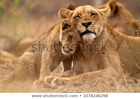 Stock fotó: Safari In Kruger National Park South Africa
